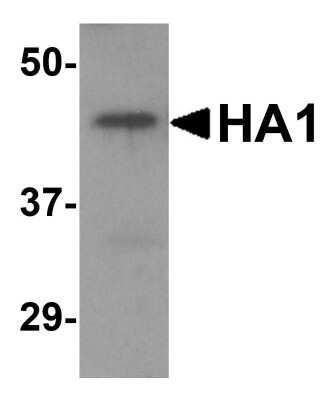Western Blot: Avian Influenza A H5N1 Hemagglutinin AntibodyBSA Free [NBP2-41064]