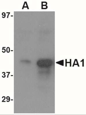 Western Blot: Avian Influenza A H5N1 Hemagglutinin AntibodyBSA Free [NBP2-41065]