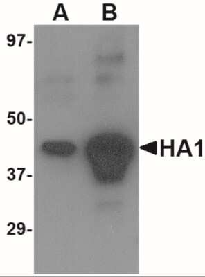 Western Blot: Avian Influenza A H5N1 Hemagglutinin AntibodyBSA Free [NBP2-41066]