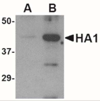 Western Blot: Avian Influenza A H5N1 Hemagglutinin AntibodyBSA Free [NBP2-41051]