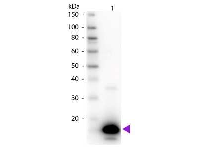 Western Blot: Avidin Antibody [NB120-6675]