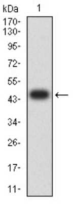 Western Blot: Axin-1 Antibody (4E9F1)BSA Free [NBP2-61695]