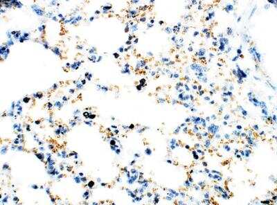 Immunohistochemistry-Paraffin: Axin-2 Antibody [NBP3-12289]