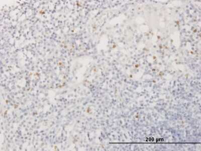 Immunohistochemistry-Paraffin: Azurocidin/CAP37/HBP Antibody [H00000566-B01P]