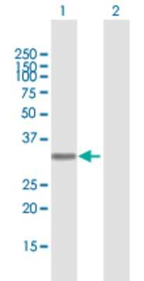 Western Blot: Azurocidin/CAP37/HBP Antibody [H00000566-B01P]