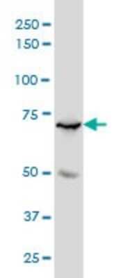 Western Blot: B-Myb Antibody (4B4) [H00004605-M01]