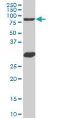 Western Blot: B-Myb Antibody (5G5) [H00004605-M03]