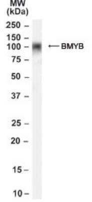 Western Blot: B-Myb Antibody [NB100-53779]