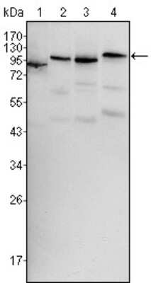 Western Blot: B-Raf Antibody (1H12)BSA Free [NBP1-47433]