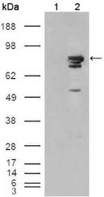 Western Blot: B-Raf Antibody (1H12F1)BSA Free [NBP1-47555]