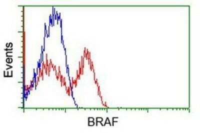 Flow Cytometry: B-Raf Antibody (OTI5A9) - Azide and BSA Free [NBP2-70260]