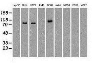 Western Blot: B-Raf Antibody (OTI5A9)Azide and BSA Free [NBP2-70260]
