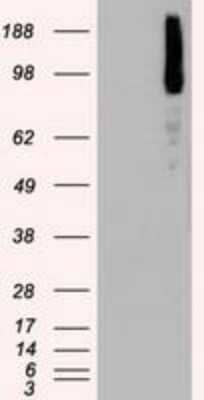 Western Blot: B-Raf Antibody (OTI5A9)Azide and BSA Free [NBP2-70260]