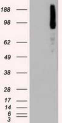 Western Blot: B-Raf Antibody (OTI5A9) [NBP1-47668]
