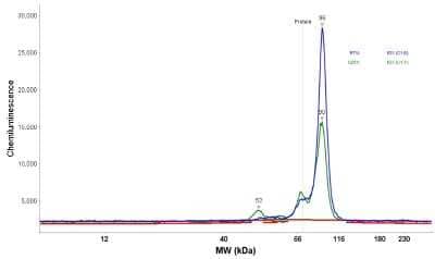 Simple Western: B-Raf Antibody [NBP1-89942]