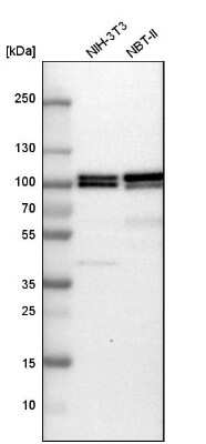 Western Blot: B-Raf Antibody [NBP1-89942]