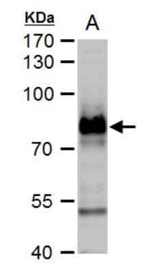 Western Blot: B-Raf Antibody [NBP2-15531]