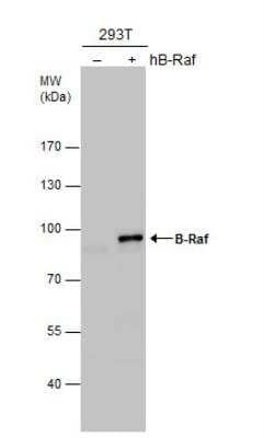 Western Blot: B-Raf Antibody [NBP2-15531]