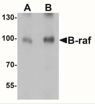 Western Blot: B-Raf AntibodyBSA Free [NBP2-41219]