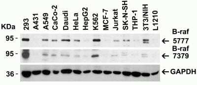 Western Blot: B-Raf AntibodyBSA Free [NBP2-41219]