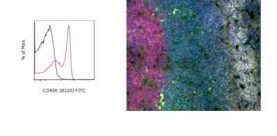 Immunohistochemistry-Frozen: B220/CD45R Antibody (HIS24) [NBP1-43408]