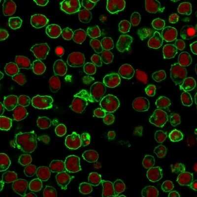 Immunocytochemistry/ Immunofluorescence: B220/CD45R Antibody (PTPRC/1461) [NBP2-53174]