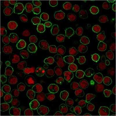 Immunocytochemistry/ Immunofluorescence: B220/CD45R Antibody (PTPRC/1783R) - Azide and BSA Free [NBP2-54578]
