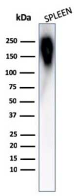 Western Blot: B220/CD45R Antibody (PTPRC/1783R)Azide and BSA Free [NBP2-54578]