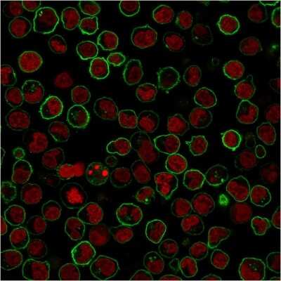 Immunocytochemistry/ Immunofluorescence: B220/CD45R Antibody (PTPRC/1783R) [NBP2-53303]