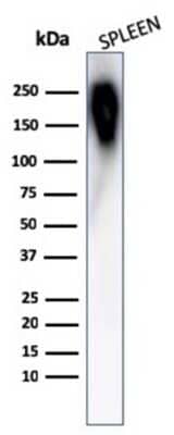 Western Blot: B220/CD45R Antibody (PTPRC/1783R) [NBP2-53303]