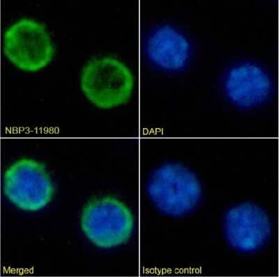 Immunocytochemistry/ Immunofluorescence: B220/CD45R Antibody (RA3-6B2) - Chimeric - Azide and BSA Free [NBP3-11980]