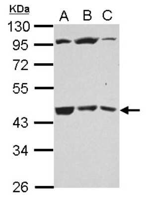 Western Blot: B3GALT4 Antibody [NBP2-15533]