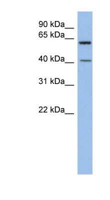 Western Blot: B3GALTL Antibody [NBP1-62376]