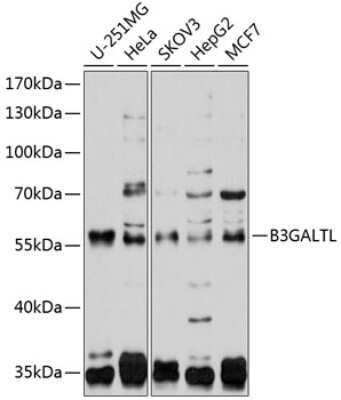 Western Blot: B3GALTL AntibodyBSA Free [NBP2-92573]