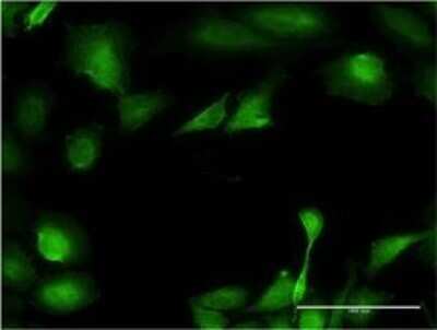 Immunocytochemistry/ Immunofluorescence: B3GNT3 Antibody (1A2) [H00010331-M01]