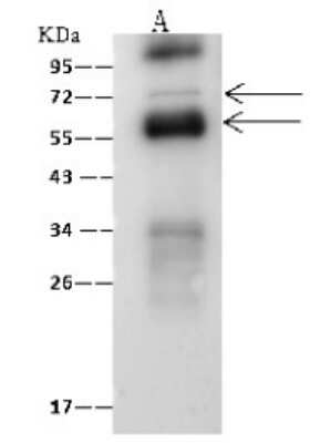 Immunoprecipitation: B3GNT3 Antibody [NBP2-99178]
