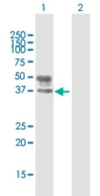 Western Blot: B3GNT3 Antibody [H00010331-B01P]