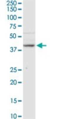 Western Blot: B3GNT3 Antibody [H00010331-D01P]
