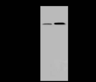 Western Blot: B3GNT3 Antibody [NBP2-99178]