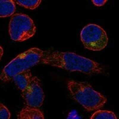 Immunocytochemistry/ Immunofluorescence: B3GNT7 Antibody [NBP3-17216]