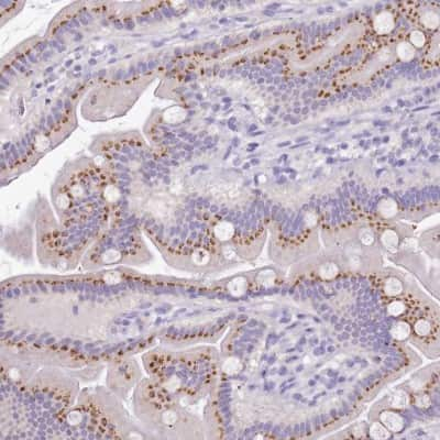 Immunohistochemistry-Paraffin: B3GNT8 Antibody [NBP2-33400]