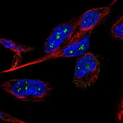 Immunocytochemistry/ Immunofluorescence: B3GNTL1 Antibody [NBP1-90838]