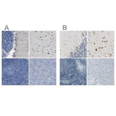 Immunohistochemistry-Paraffin: B4GALNT1 Antibody [NBP1-88663]