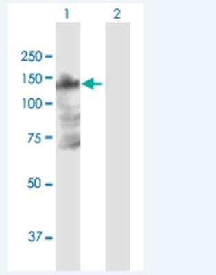 Western Blot: B4GALNT3 Antibody [H00283358-B01P-50ug]