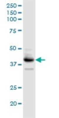 Western Blot: B4GALT3 Antibody [H00008703-D01P]