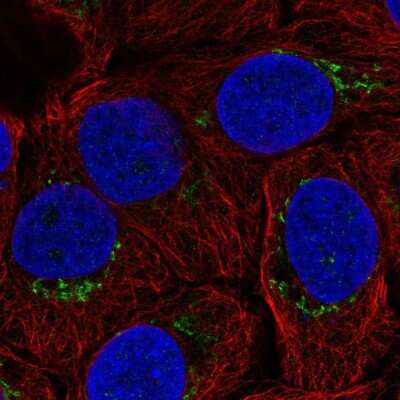 Immunocytochemistry/ Immunofluorescence: B4GALT4 Antibody [NBP2-57489]