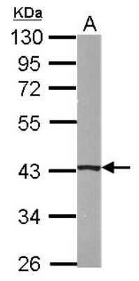 Western Blot: B4GALT5 Antibody [NBP2-14882]