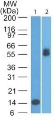 Western Blot: B7-1/CD80 Antibody (62N3G8)Azide and BSA Free [NBP2-80588]