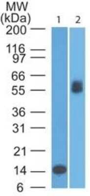 Western Blot: B7-1/CD80 Antibody (62N3G8)BSA Free [NBP2-25255]
