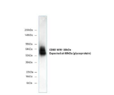 Western Blot: B7-1/CD80 Antibody (62N3G8)BSA Free [NBP2-25255]